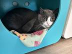 Adopt Sawyer a Domestic Shorthair / Mixed cat in Poughkeepsie, NY (39943330)