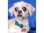 Adopt Chief Tzu a Shih Tzu / Mixed dog in Cuba, NY (40417656)