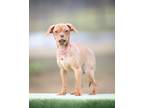 Adopt Cloudy a Tan/Yellow/Fawn Pug / Dachshund / Mixed dog in Grapevine