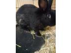 Adopt Aspen a Black Other/Unknown / Mixed (short coat) rabbit in Glenville