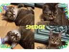 Adopt Smidge a Brown Tabby Domestic Shorthair (short coat) cat in Clinton
