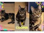 Adopt Cooper a Brown Tabby Domestic Shorthair (short coat) cat in Clinton