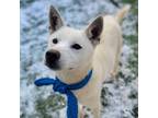 Adopt Saturn a White Jindo / Mixed dog in Vancouver, BC (40624357)
