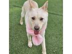 Adopt Somi a White Jindo / Mixed dog in Vancouver, BC (40624355)