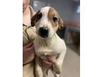 Adopt Maisy a Tan/Yellow/Fawn - with White Terrier (Unknown Type