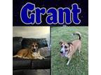 Adopt Grant a Tan/Yellow/Fawn - with Black German Shepherd Dog / Mixed dog in