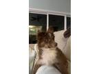 Adopt Brodie a Brown/Chocolate - with White Australian Shepherd / Mixed dog in