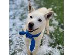 Adopt Saturn a White Jindo / Mixed dog in Calgary, AB (40624335)