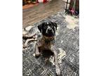 Adopt Spot a Black - with White Cattle Dog / Labrador Retriever / Mixed dog in