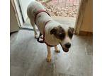 Adopt Lily a White - with Brown or Chocolate Anatolian Shepherd / Labrador