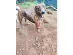 Adopt Canela a Brindle Basenji / Dachshund / Mixed dog in Zephyr, ON (40624380)