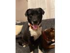 Adopt Hannah a Black - with White Labrador Retriever / Border Collie / Mixed dog