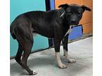 Adopt Bruno a Brindle Mutt / Mixed dog in Jeffersonville, GA (40624004)