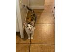 Adopt Bella a Brown Tabby Domestic Shorthair (short coat) cat in San Dimas