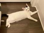 Adopt Bunny a White (Mostly) Turkish Van (short coat) cat in San Dimas