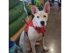 Adopt Ivory (AKA Abby) a White - with Black American Staffordshire Terrier /