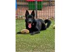Adopt Roman a Black German Shepherd Dog / Mixed Breed (Medium) / Mixed (short