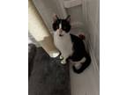 Adopt Clover a Black & White or Tuxedo Domestic Shorthair (short coat) cat in