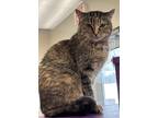 Adopt Sweet Pea a Brown or Chocolate Domestic Shorthair / Domestic Shorthair /