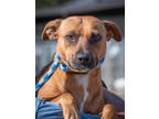 Adopt Amber a Brown/Chocolate Mixed Breed (Medium) / Mixed dog in Greenwood