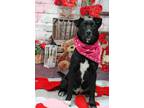 Adopt Stewie a Black Labrador Retriever / Mixed dog in Graham, TX (40083761)