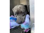 Adopt APOLO a Gray/Blue/Silver/Salt & Pepper Mixed Breed (Large) / Mixed dog in
