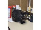 Adopt Blaze *Barn Cat* a All Black Domestic Longhair / Mixed Breed (Medium) /