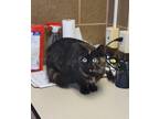 Adopt Blaze *Barn Cat* a All Black Domestic Longhair / Domestic Shorthair /