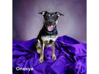 Adopt Onexya a Black Shepherd (Unknown Type) / Terrier (Unknown Type