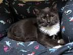 Adopt Hula Hoop a White Domestic Shorthair / Domestic Shorthair / Mixed cat in