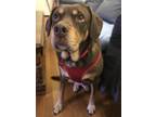 Adopt Maizey-IN FOSTER a Brown/Chocolate Mixed Breed (Medium) / Mixed dog in