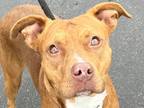 Adopt Opal a Red/Golden/Orange/Chestnut Mixed Breed (Large) / Mixed dog in