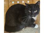 Adopt Audi a All Black Domestic Shorthair / Domestic Shorthair / Mixed cat in