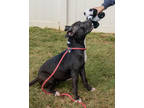Adopt Johansen a Black Mixed Breed (Medium) / Mixed dog in Chamblee