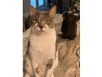 Adopt Milo a Gray, Blue or Silver Tabby American Wirehair / Mixed (short coat)