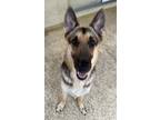 Adopt Bella a Black - with Tan, Yellow or Fawn German Shepherd Dog / Mixed dog