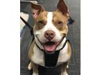 Adopt Rolo a Brown/Chocolate - with White American Pit Bull Terrier / Mixed dog
