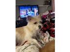 Adopt Mia a White - with Tan, Yellow or Fawn Terrier (Unknown Type