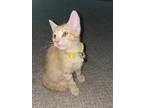 Adopt safari a Orange or Red Tabby American Shorthair / Mixed (short coat) cat