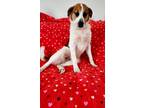 Adopt Maximum a Tricolor (Tan/Brown & Black & White) Collie / Beagle / Mixed dog