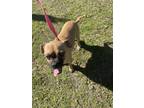 Adopt Roll a Brown/Chocolate Pug / Mixed Breed (Small) / Mixed dog in Oceanside