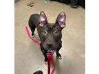 Adopt Cupcake a Black - with White American Pit Bull Terrier / Mixed dog in