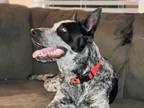 Adopt Buddy a Black Mixed Breed (Large) / Mixed dog in Georgetown, TX (40617369)