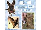 Adopt Gabe a Brown/Chocolate - with Black Belgian Malinois / Pit Bull Terrier /