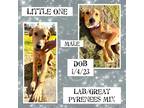 Adopt Little One a Red/Golden/Orange/Chestnut Labrador Retriever / Great