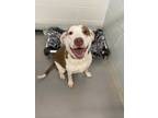 Adopt Sadie a White - with Tan, Yellow or Fawn Pit Bull Terrier / Mixed dog in