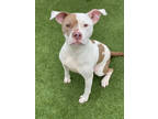 Adopt Adira a White American Pit Bull Terrier / Mixed dog in Independence