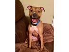 Adopt Bear a Tricolor (Tan/Brown & Black & White) Boxer / Mixed dog in Warner