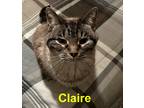 Adopt Claire (Chicky) a Gray, Blue or Silver Tabby Domestic Shorthair (short