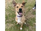 Adopt Kiefer a Brown/Chocolate Mixed Breed (Large) / Mixed dog in Dallas